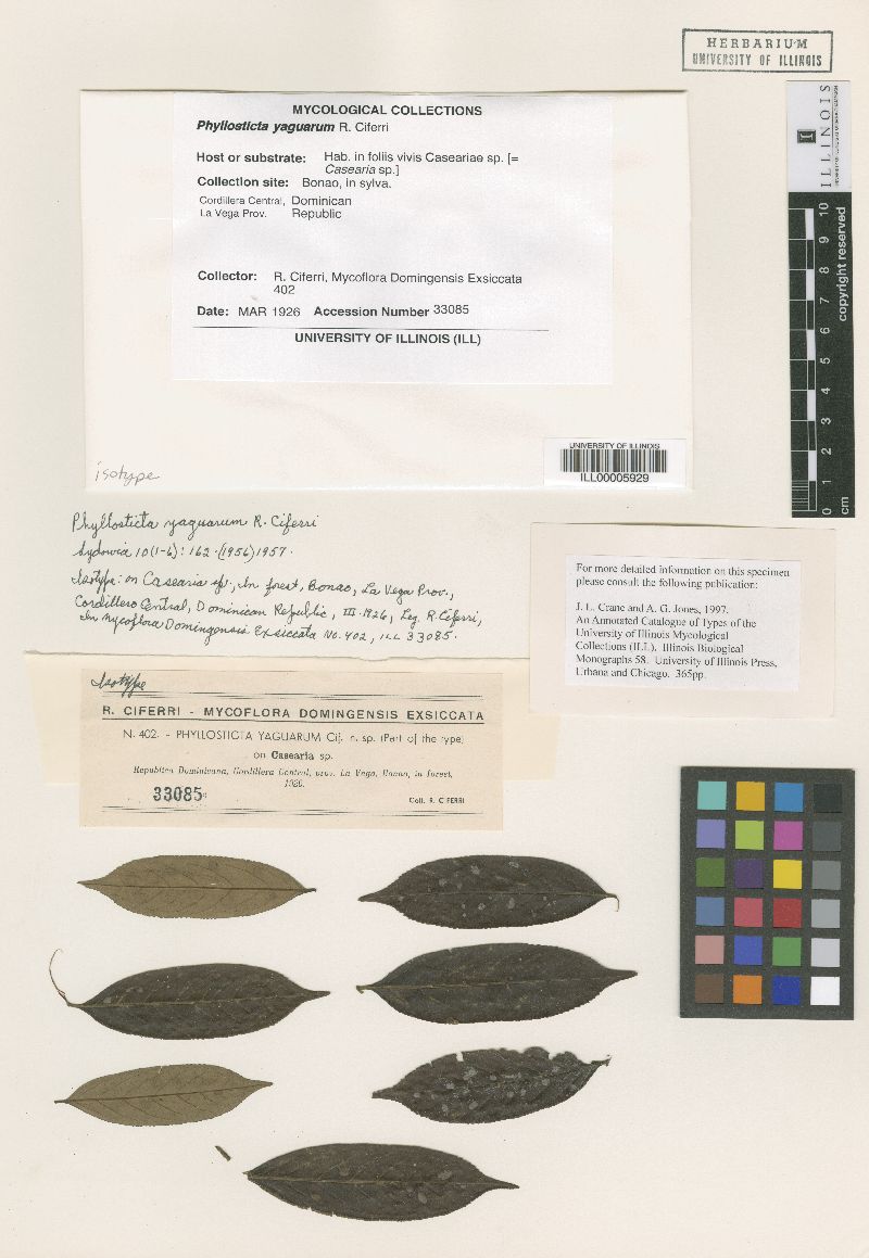 Phyllosticta yaguarum image