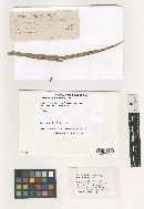 Phyllachora panici image
