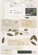 Phyllachora panamensis image