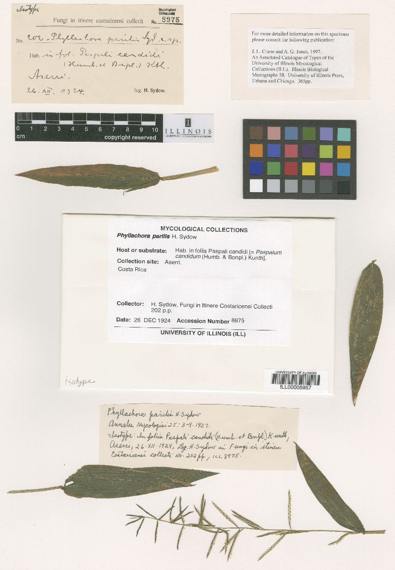 Phyllachora parilis image