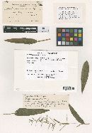 Phyllachora parilis image
