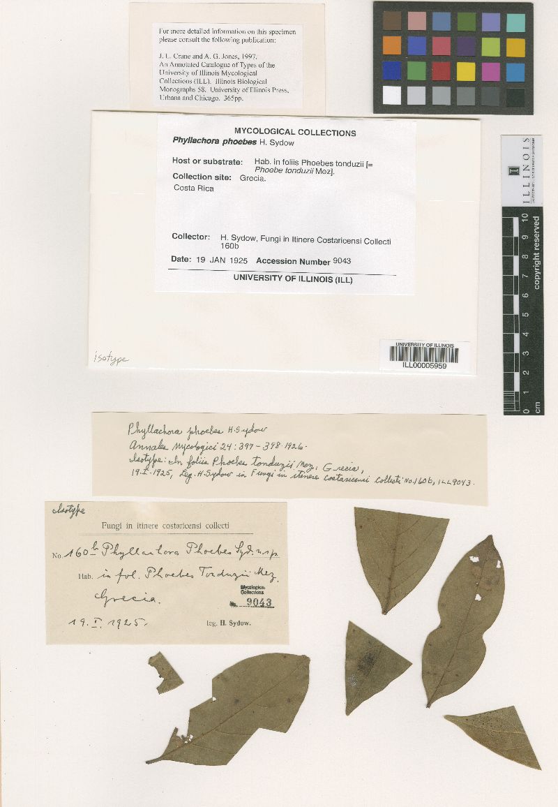 Phyllachora phoebes image