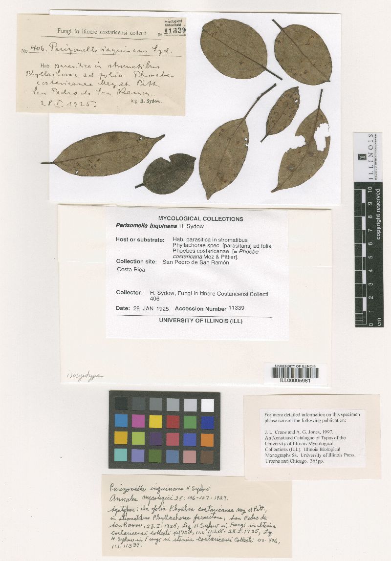 Perizomella image