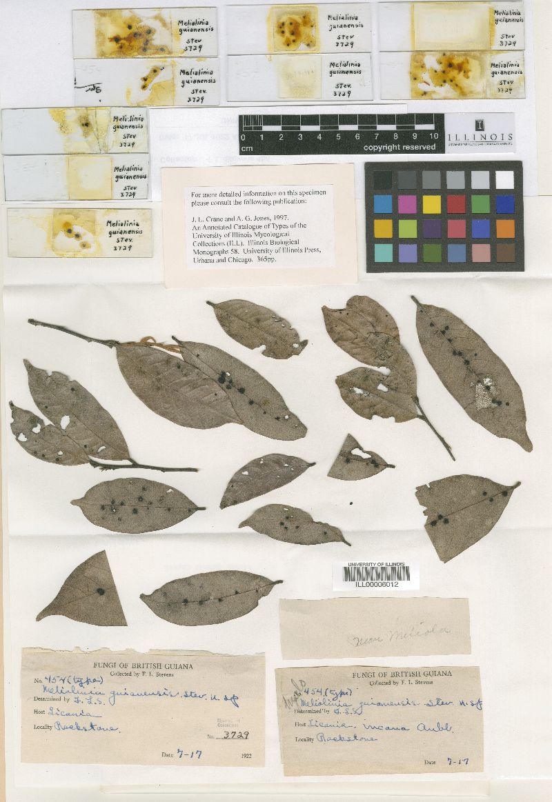 Hyalomeliolina guianensis image