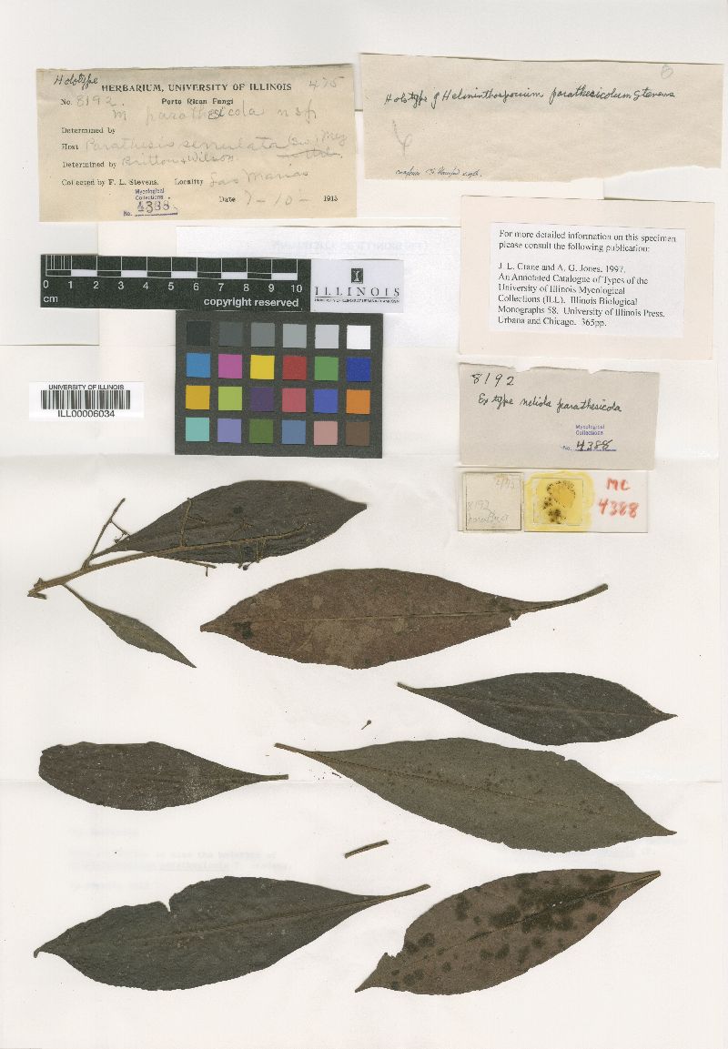 Helminthosporium parathesicola image