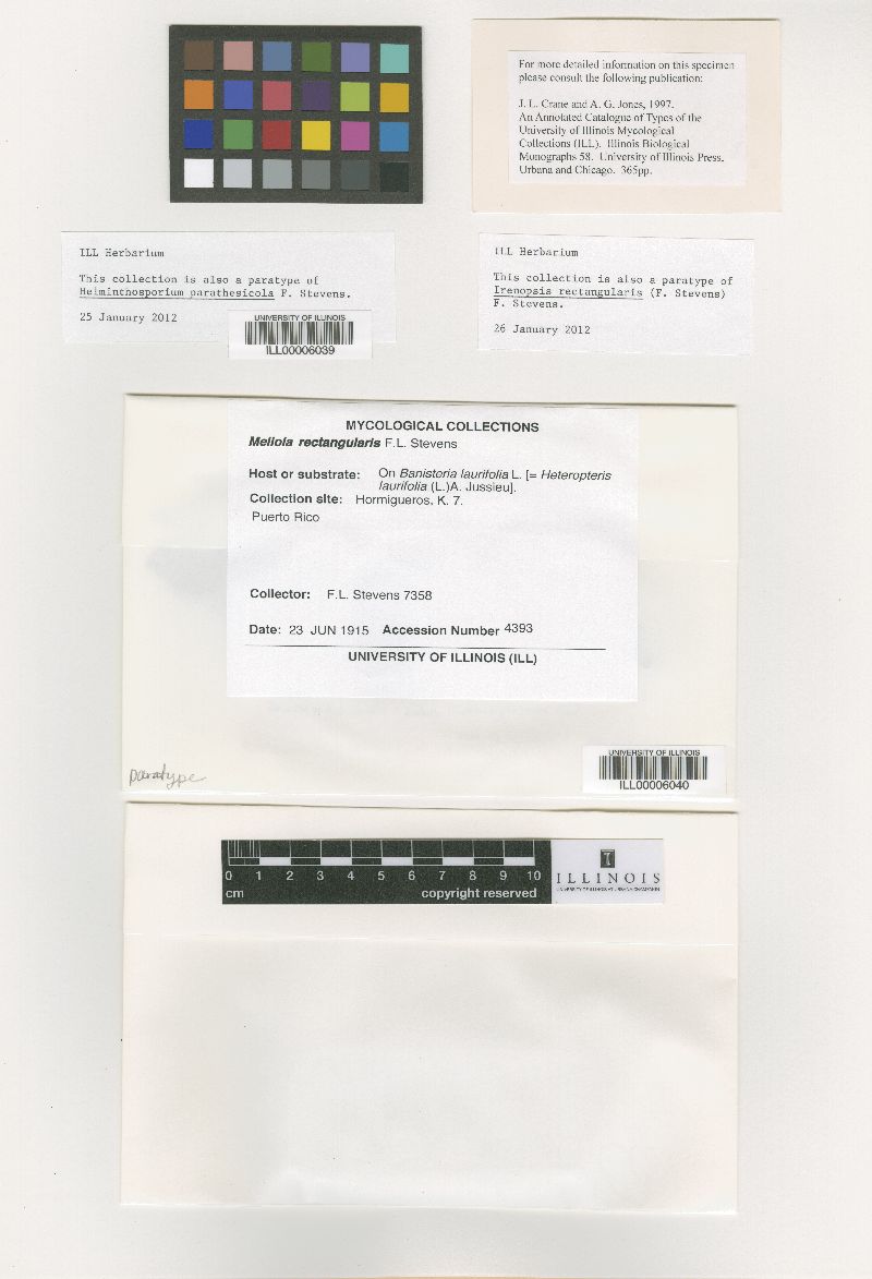 Helminthosporium parathesicola image