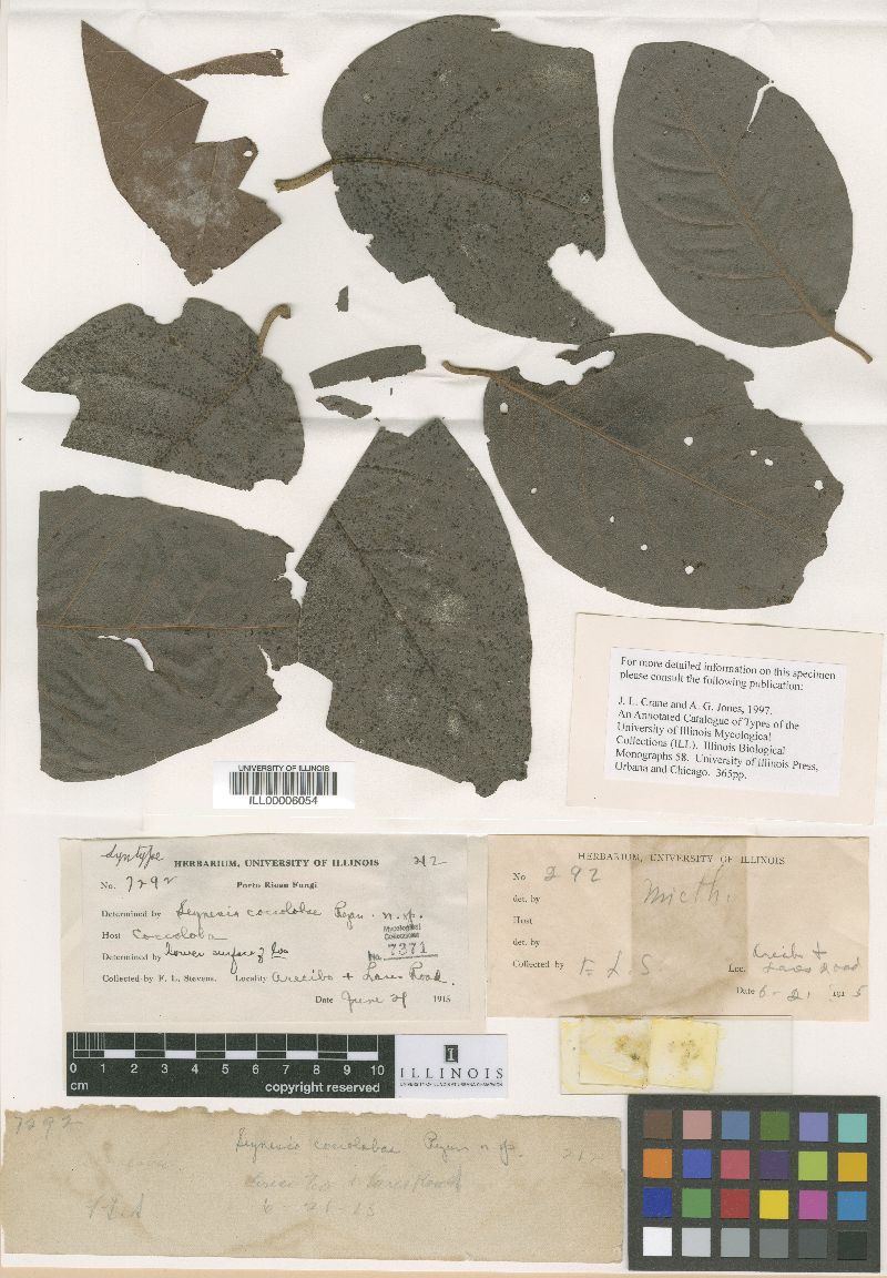 Cocconia coccolobae image