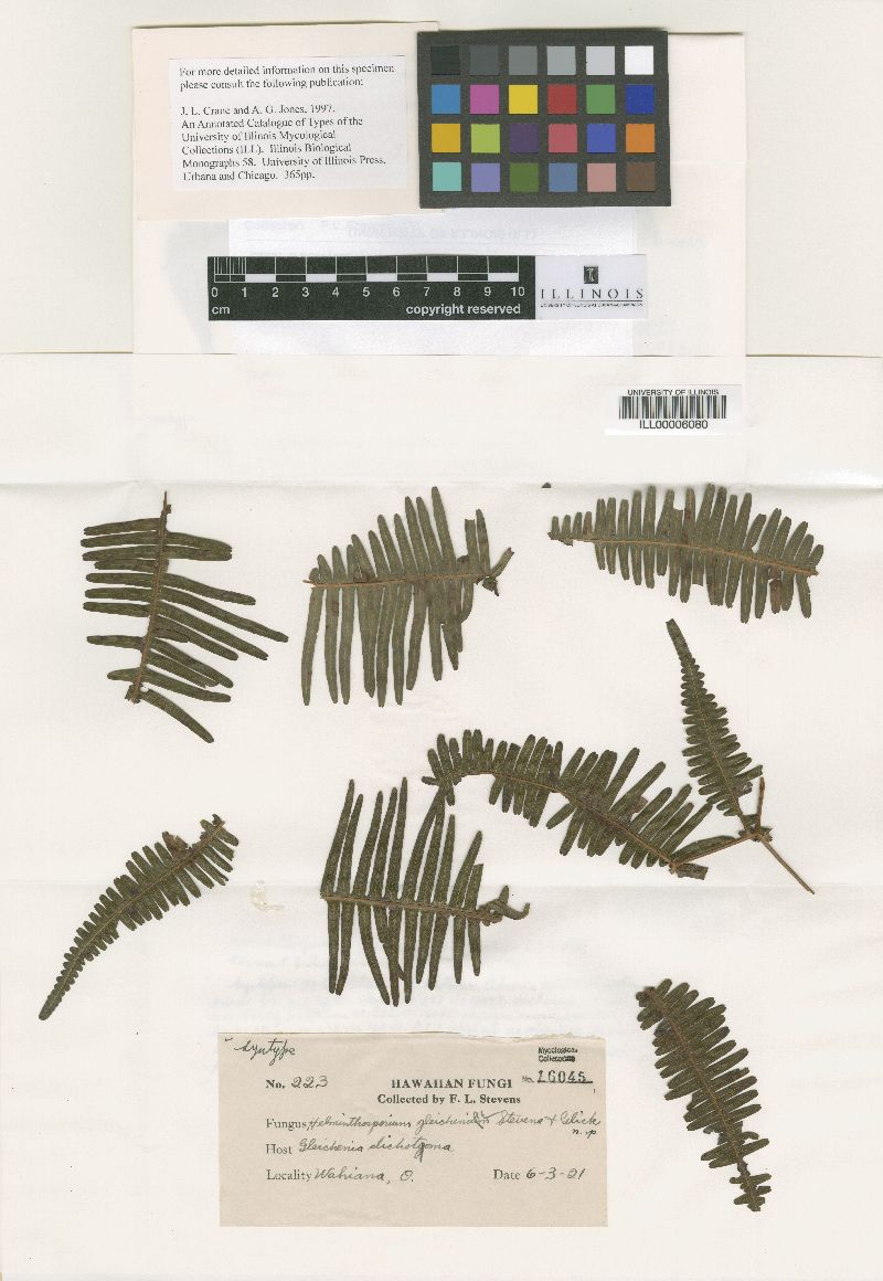 Massarinaceae image