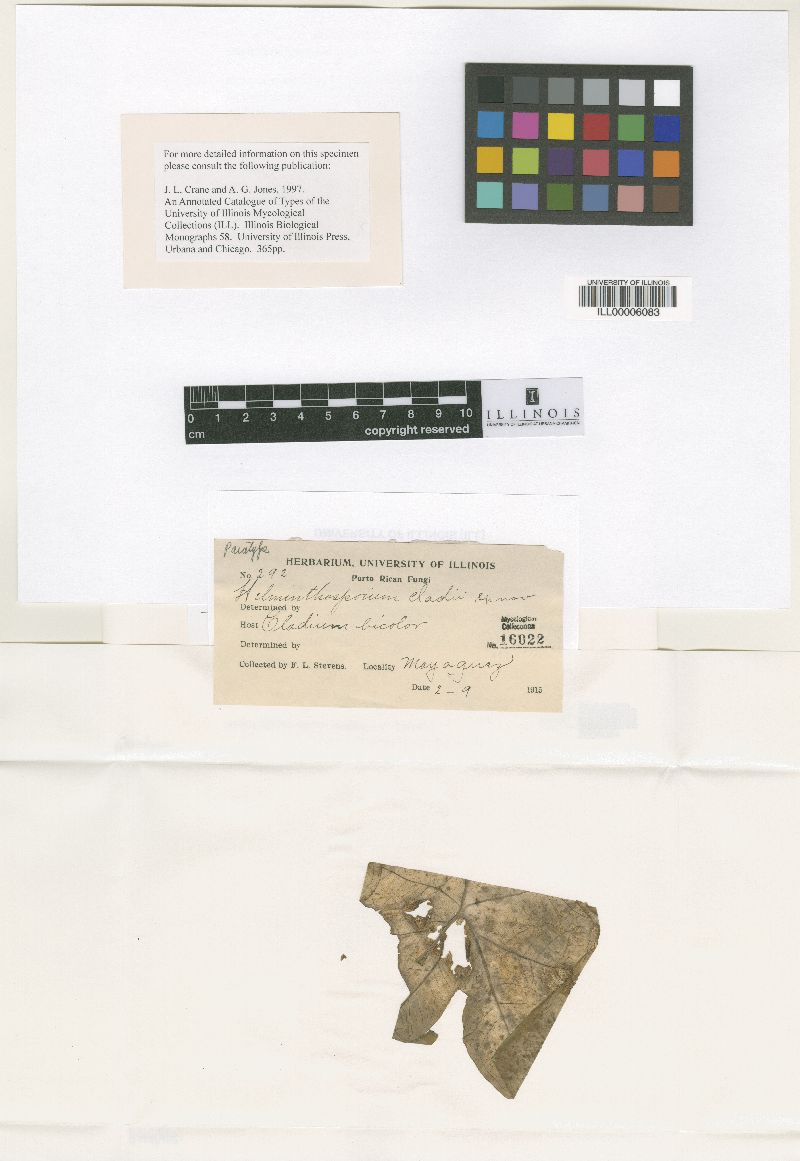 Helminthosporium caladii image