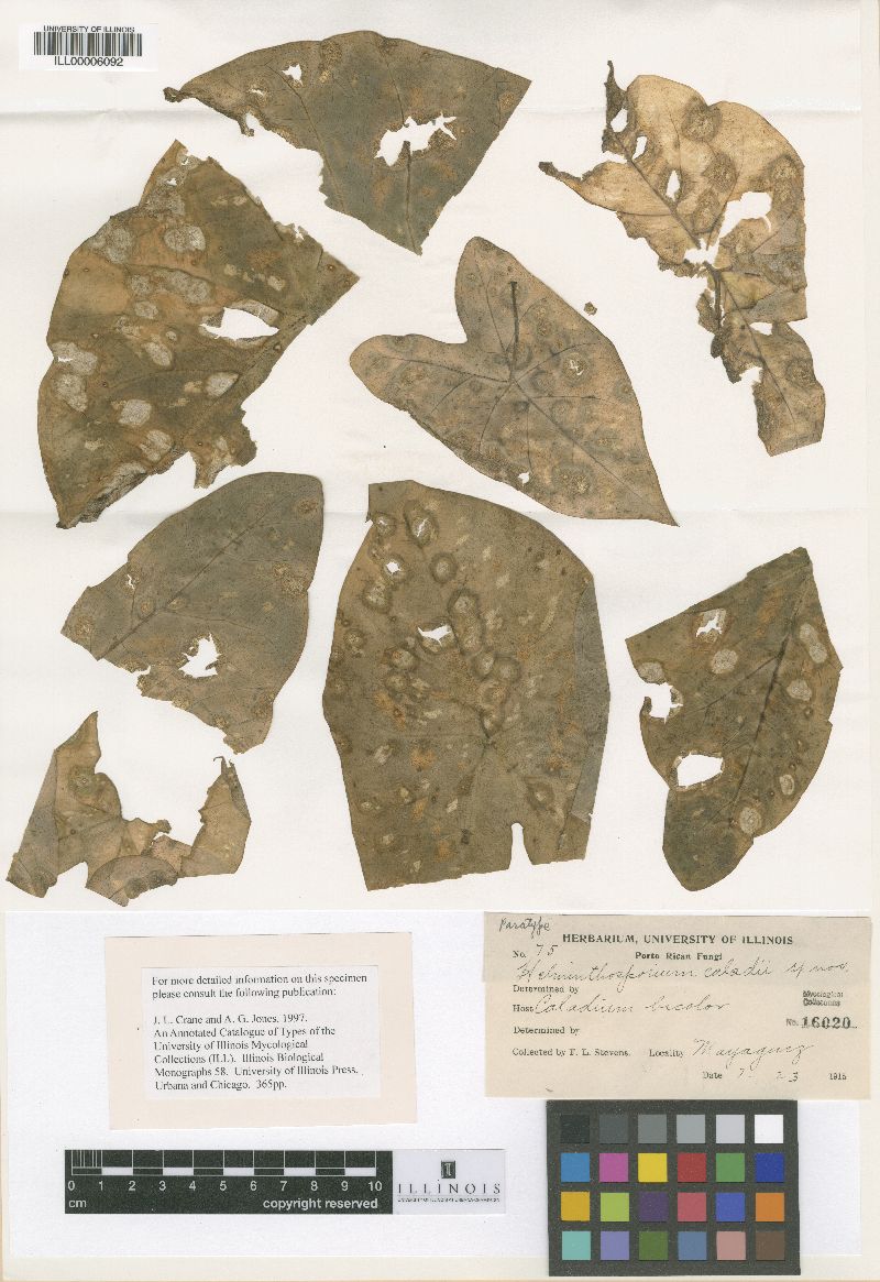 Helminthosporium caladii image