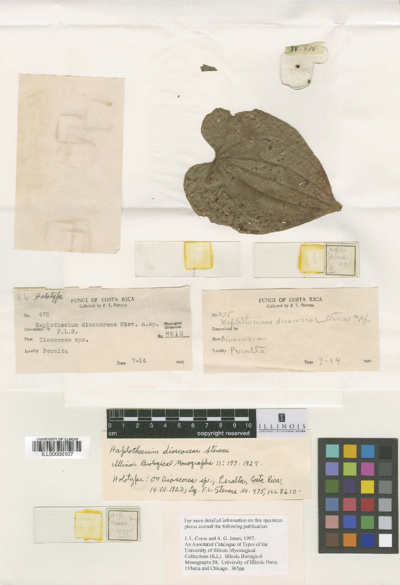 Haplothecium dioscoreae image