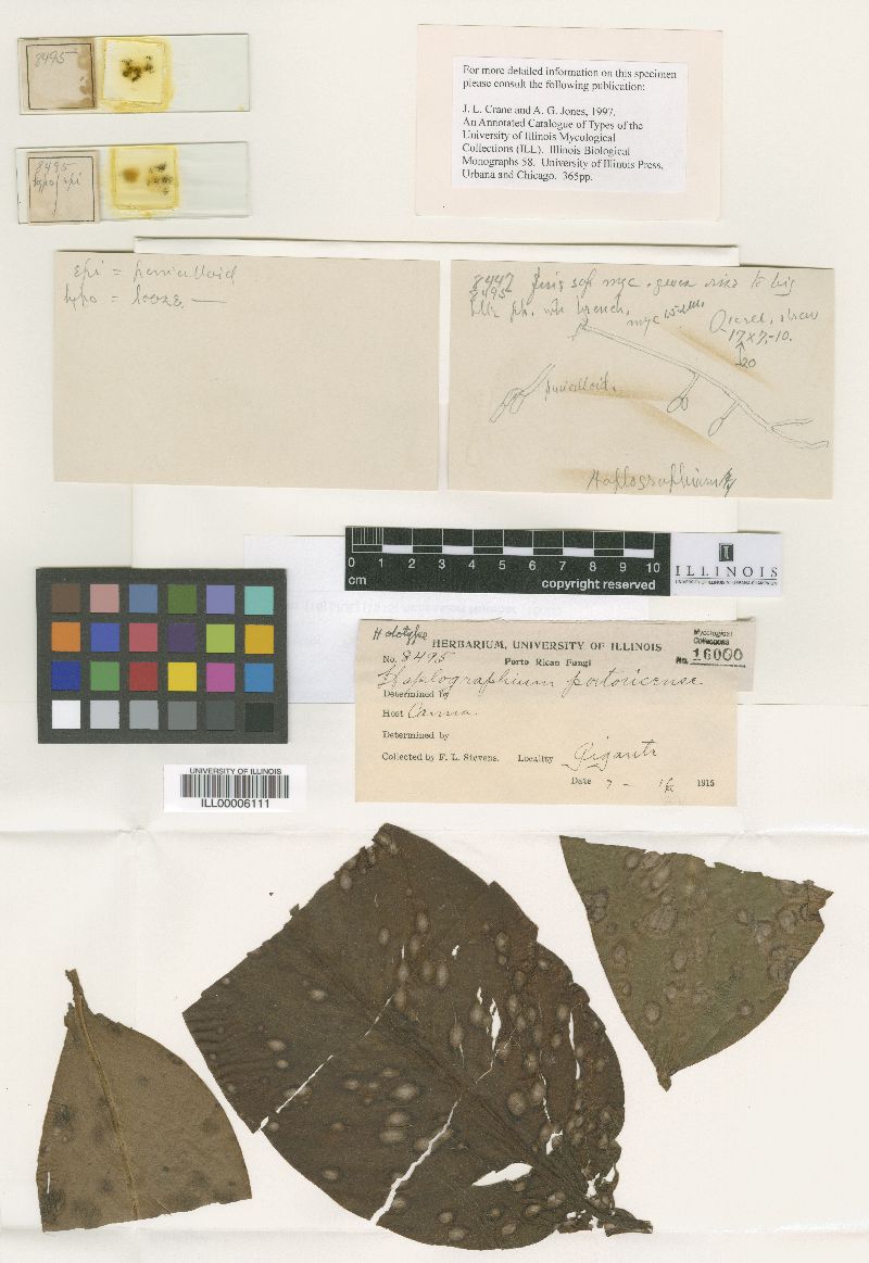 Haplographium portoricense image