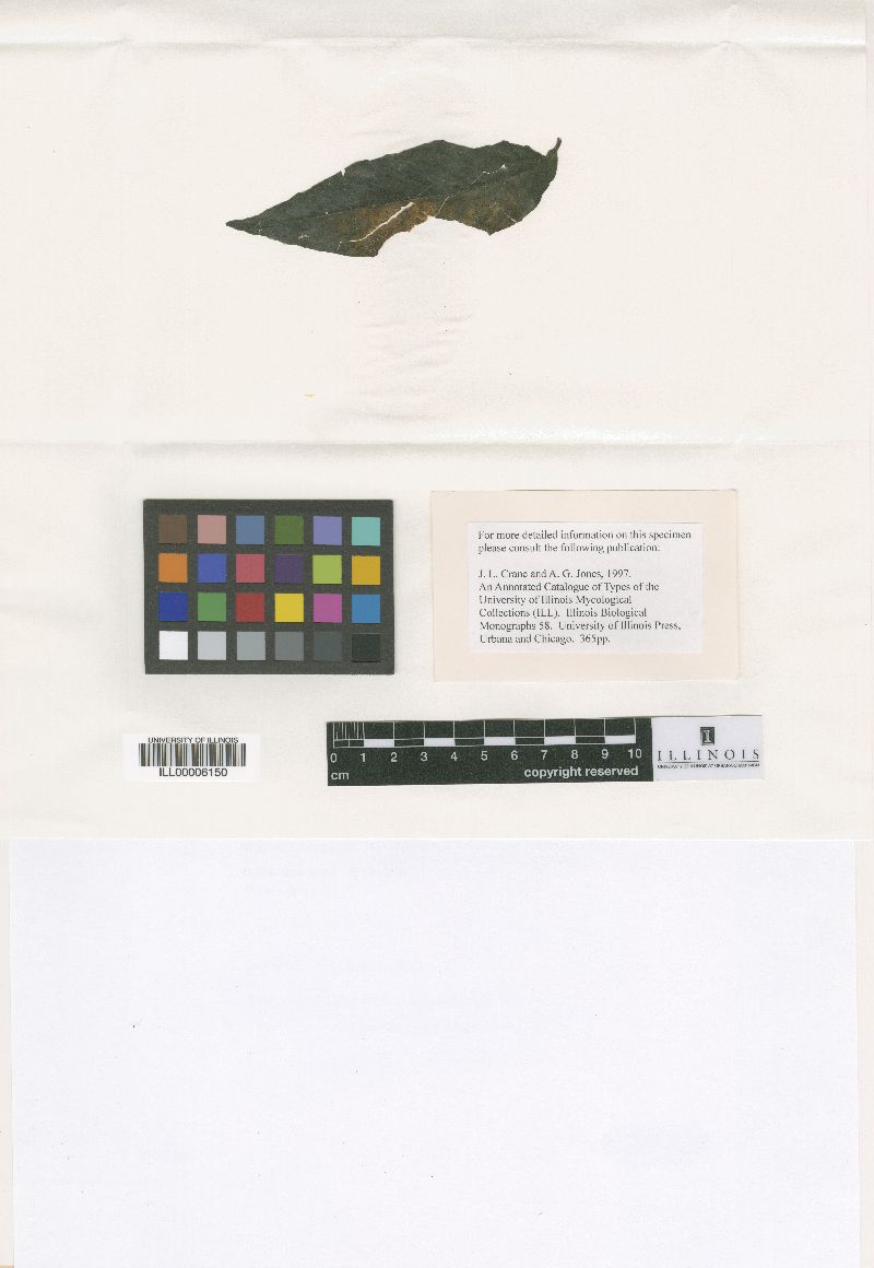 Guignardia justiciae image