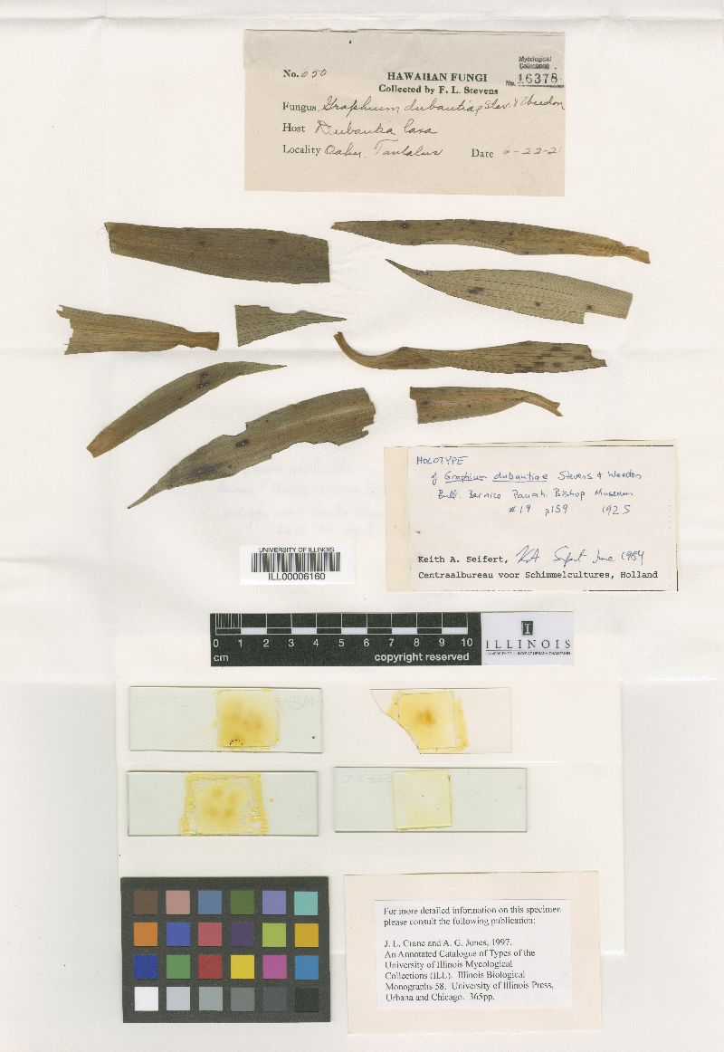 Microascaceae image