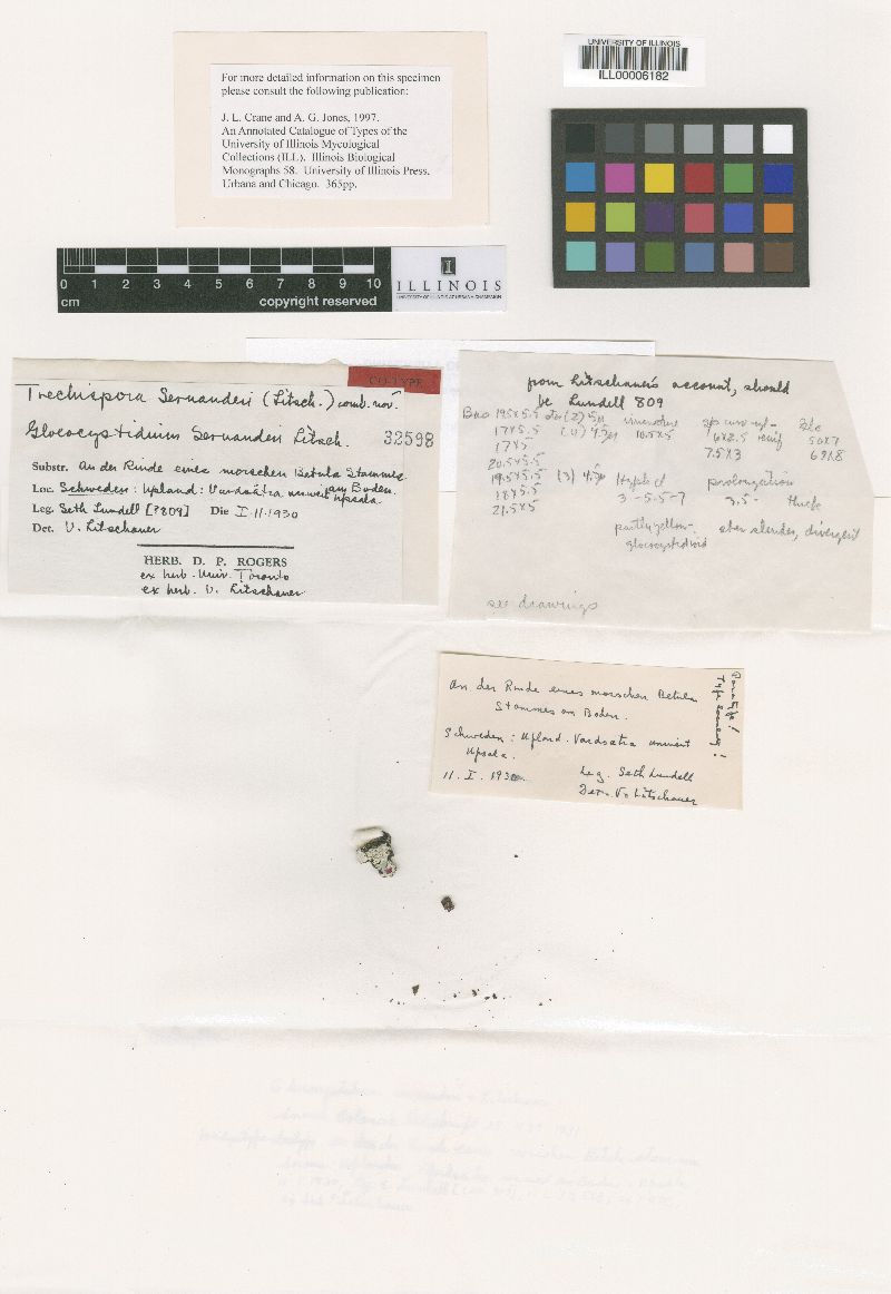 Gloeocystidium sernanderi image