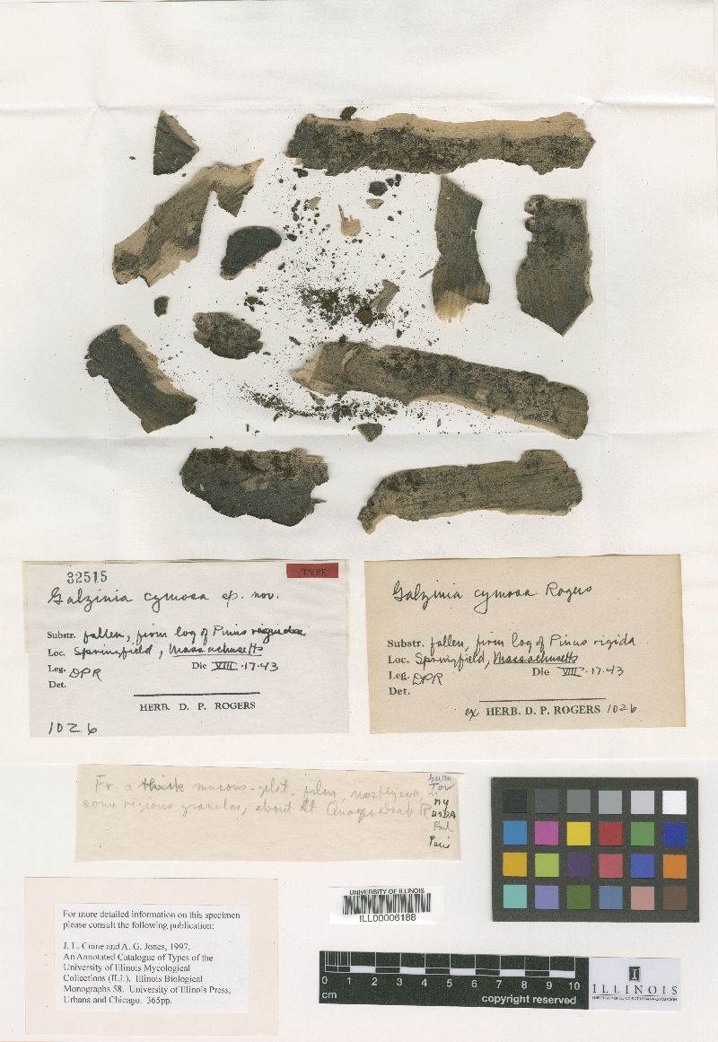 Galzinia cymosa image