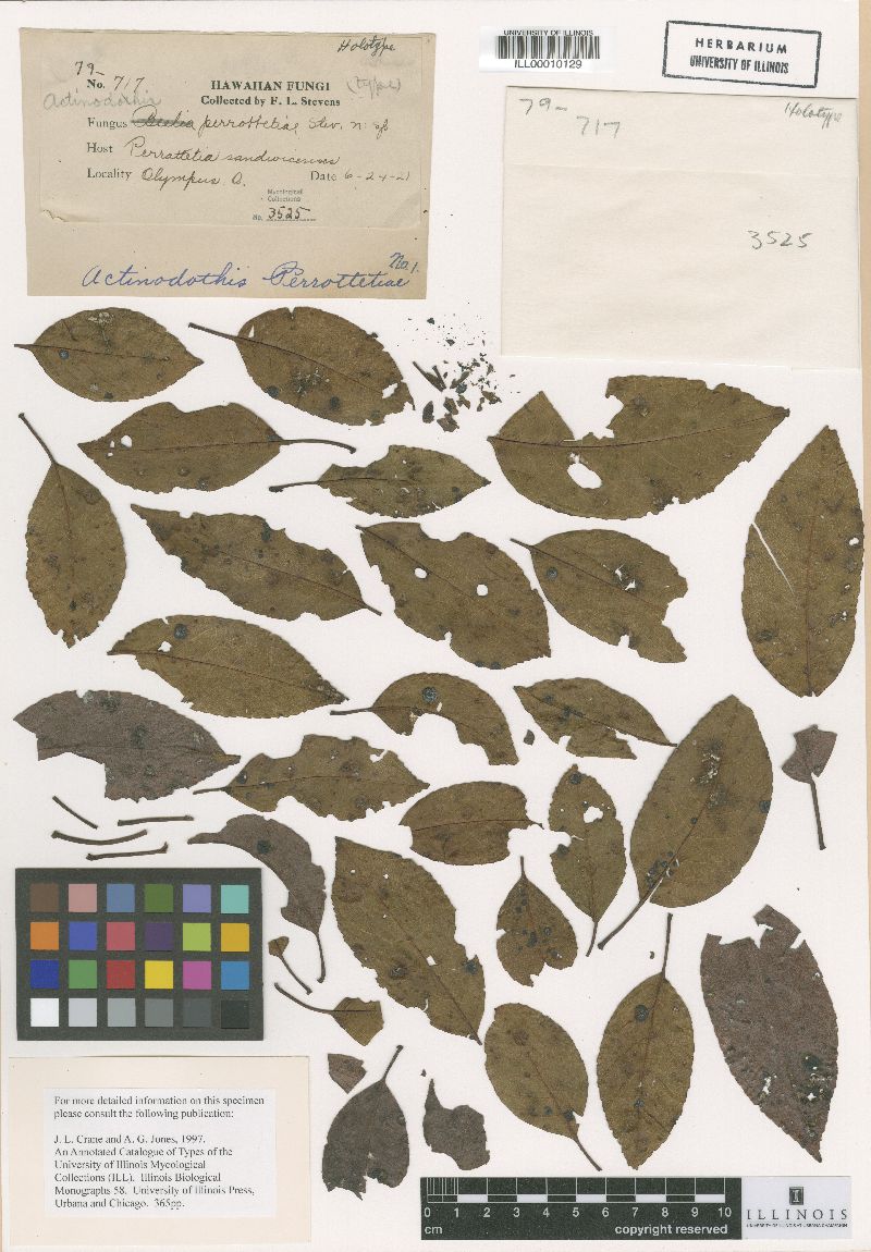 Actinodothis perrottetiae image