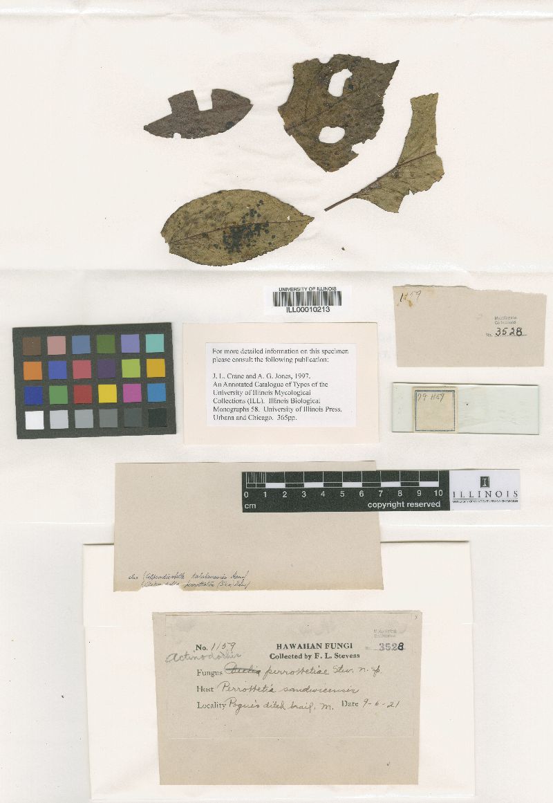 Appendiculella kalalauensis image