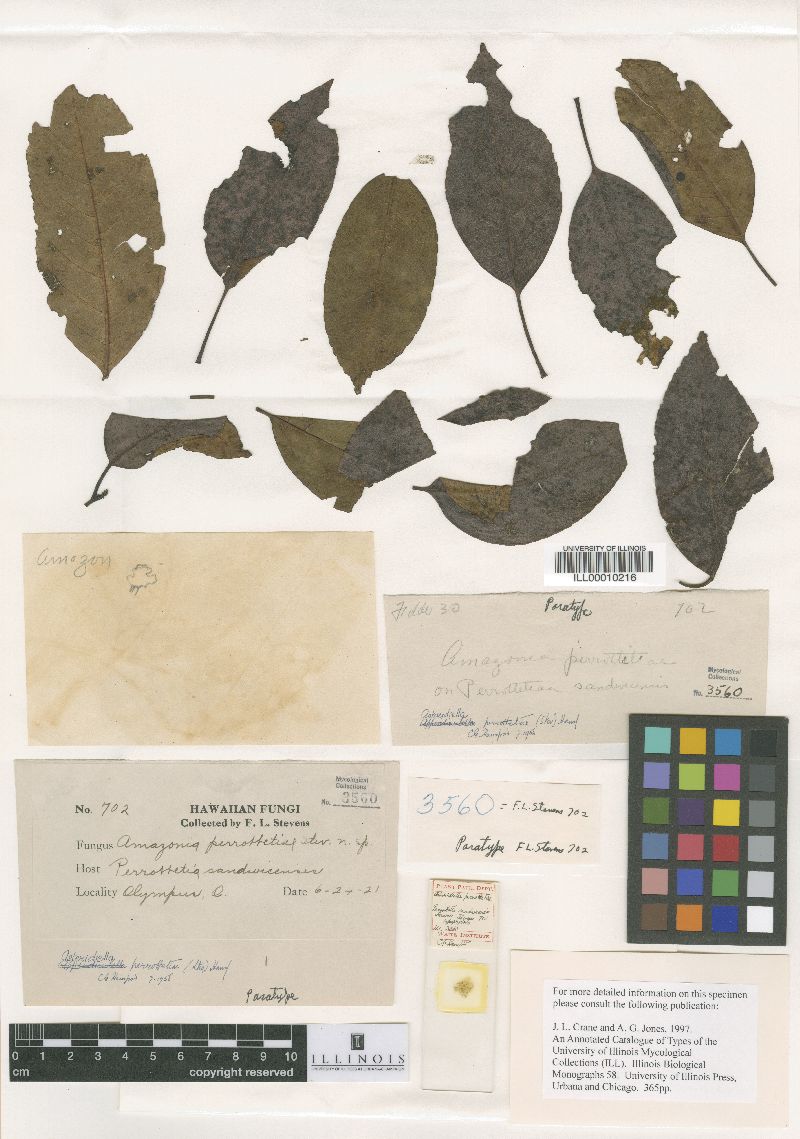 Amazonia perrottetiae image