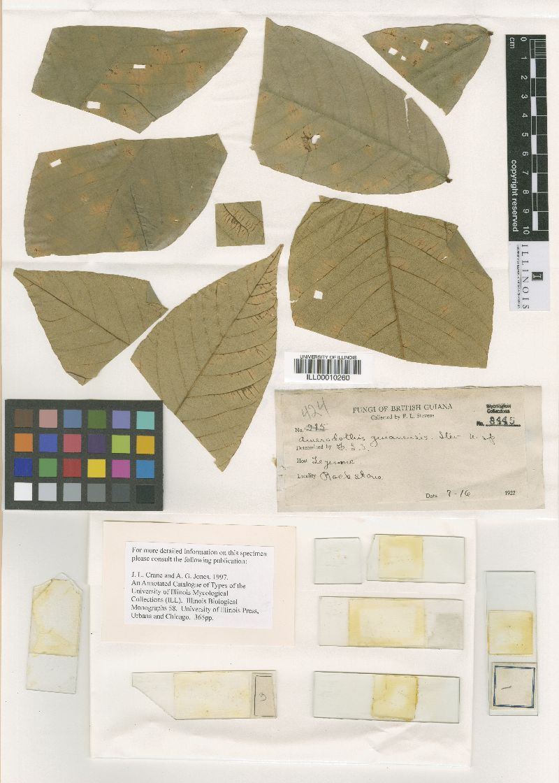 Amerodothis guianensis image