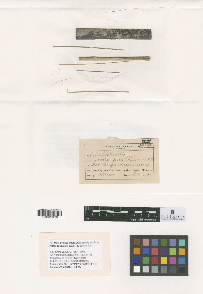 Anthostomella sacchariferae image