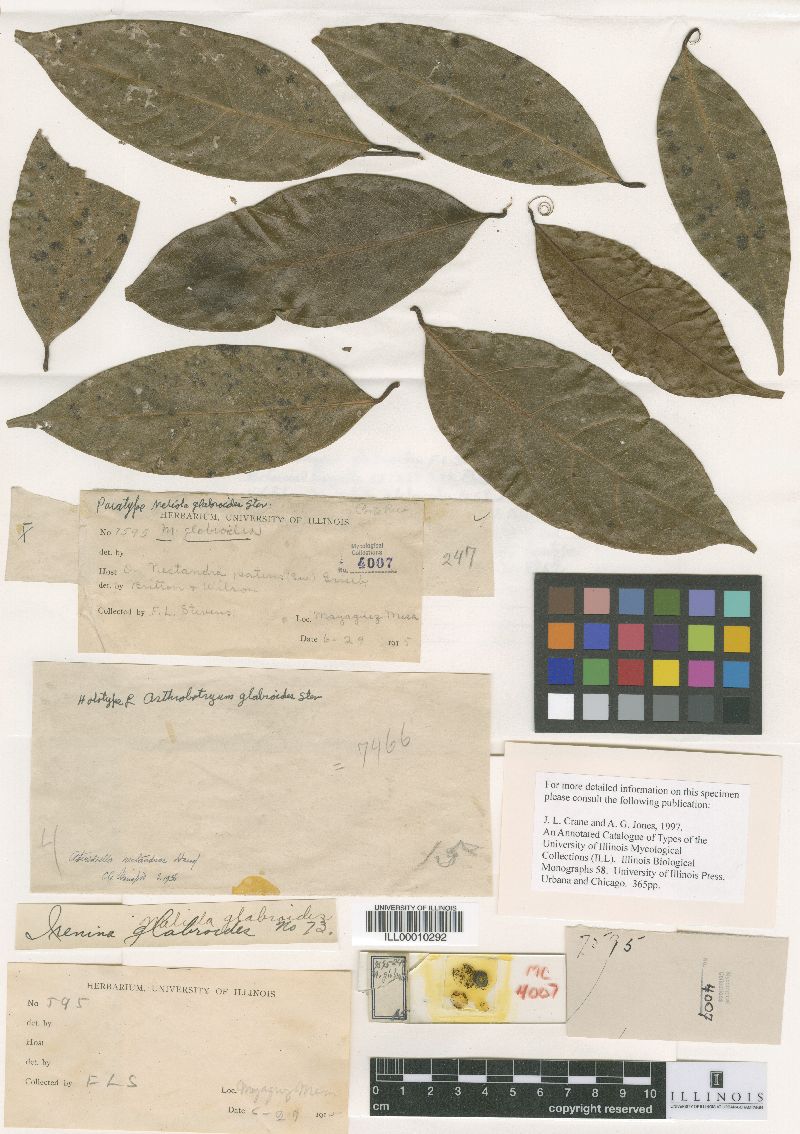 Arthrobotryum glabroides image