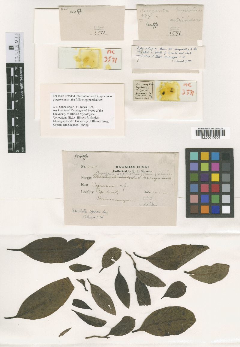 Asteridiella coprosmae image