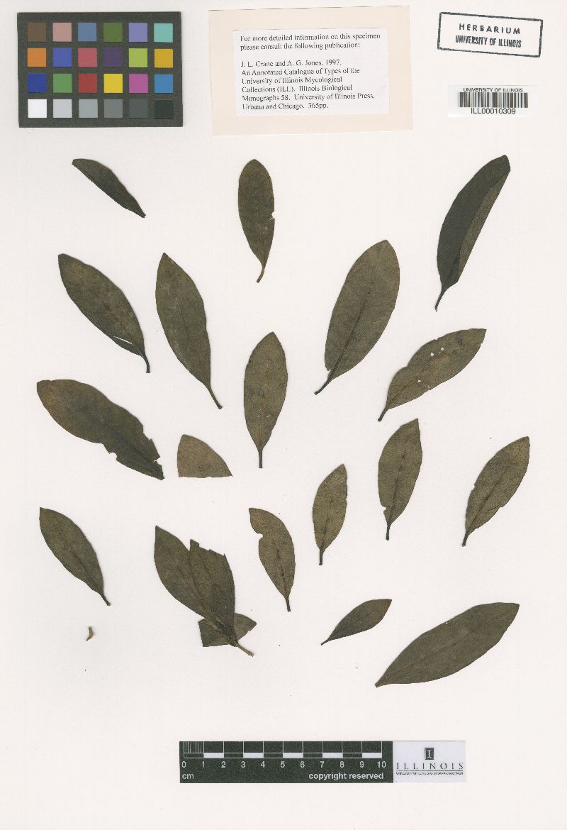 Asteridiella coprosmae image