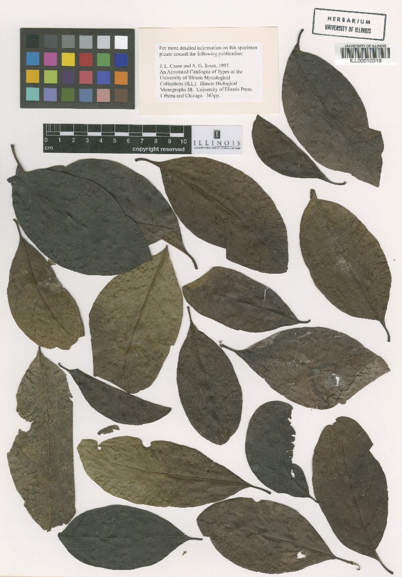 Asteridiella longipoda image