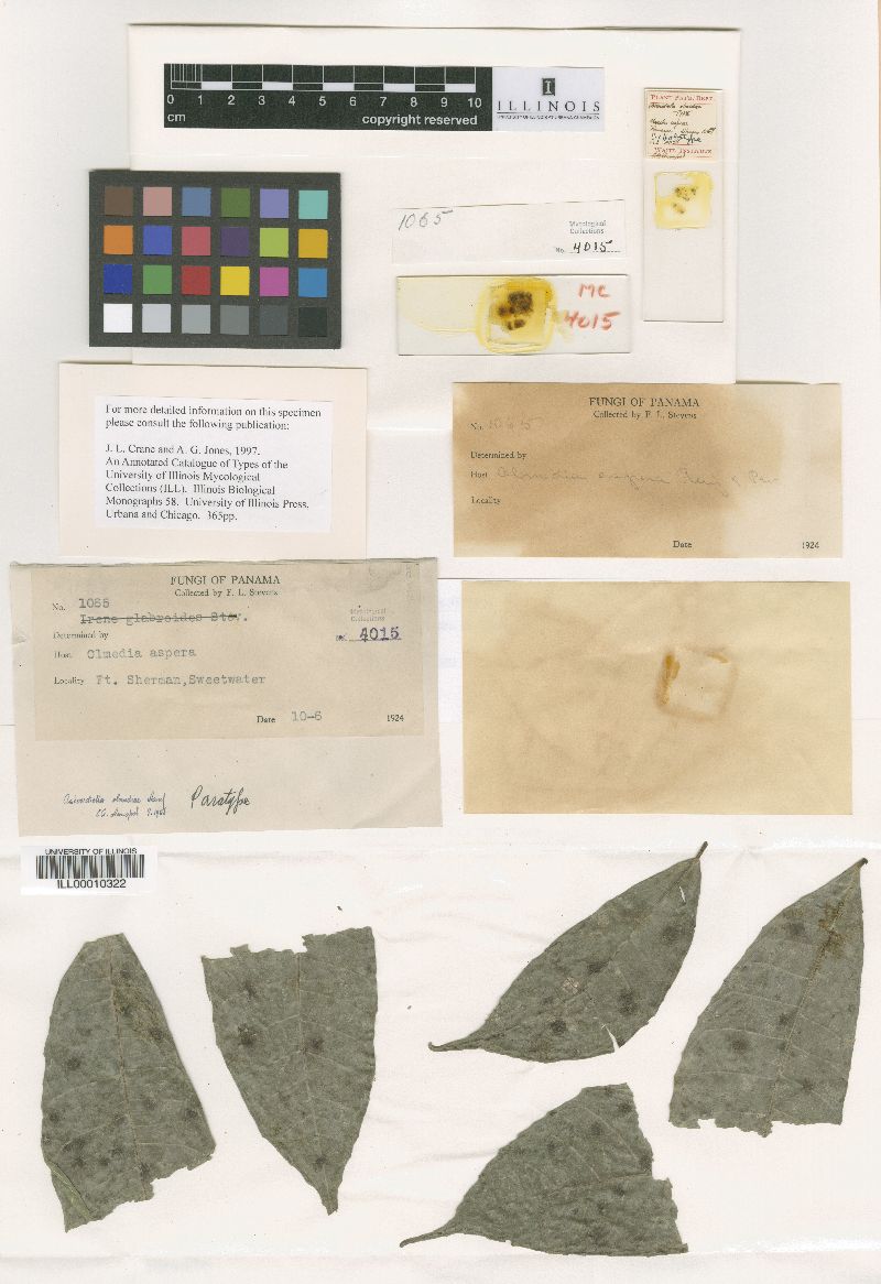 Asteridiella olmediae image