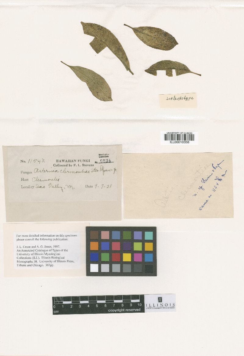 Meliola lobeliae image