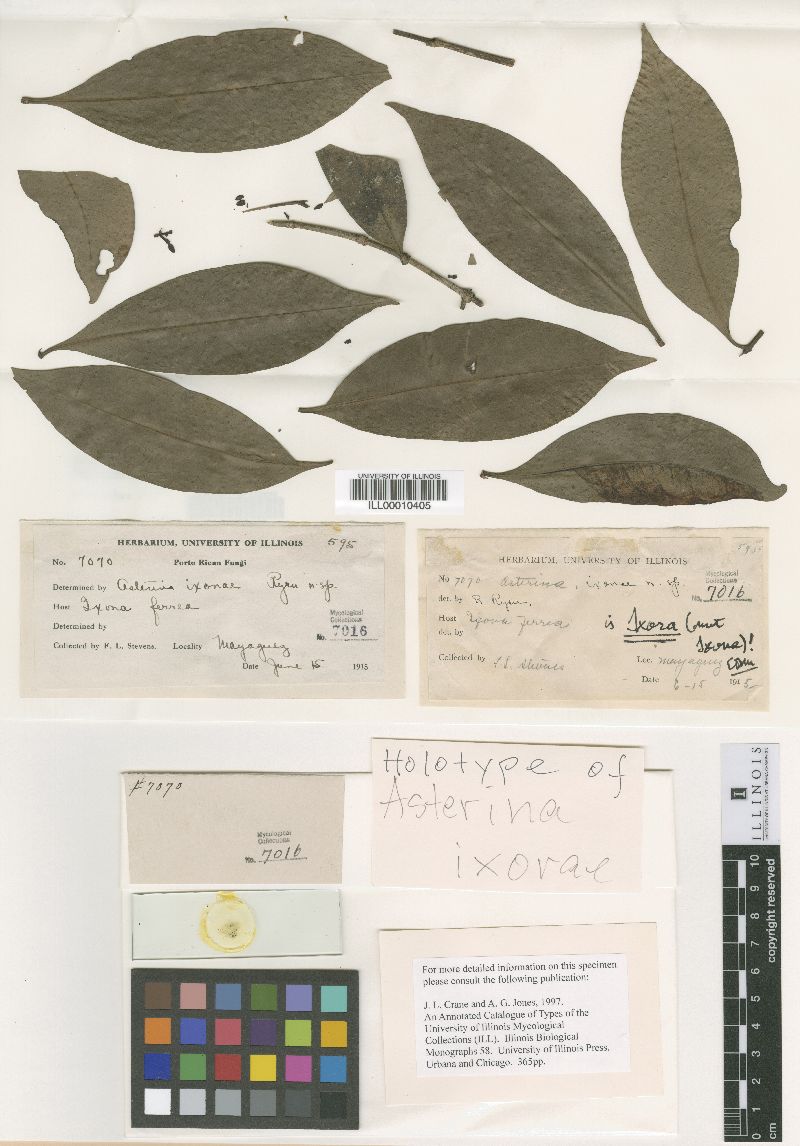 Asterinella ixorae image