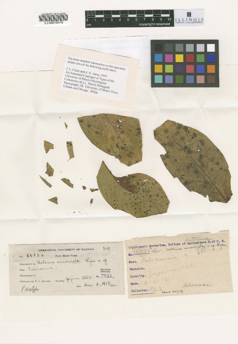 Asterina miconiicola image