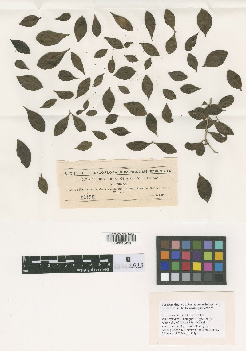 Asterina pliniae image