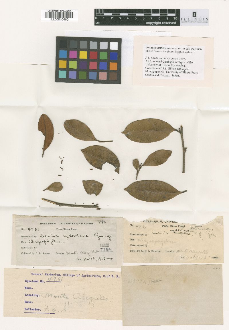 Meliola ocoteicola image