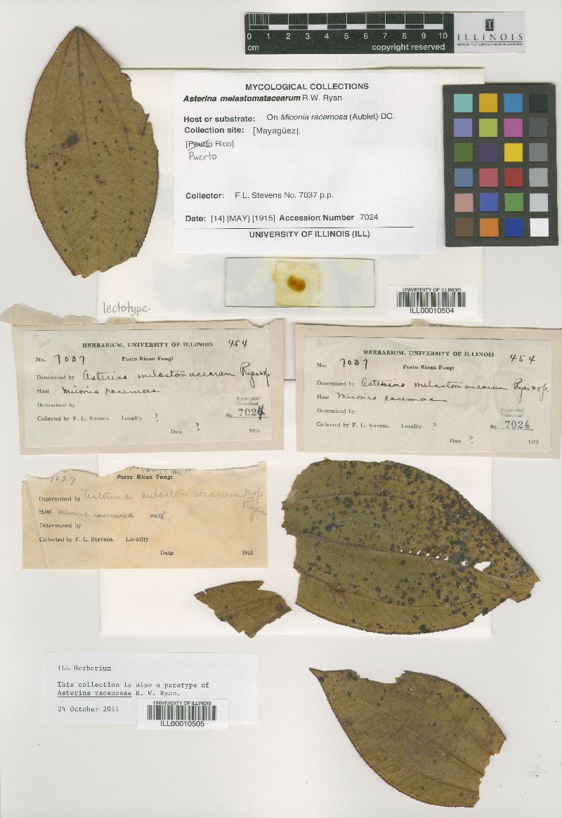 Asterina racemosae image