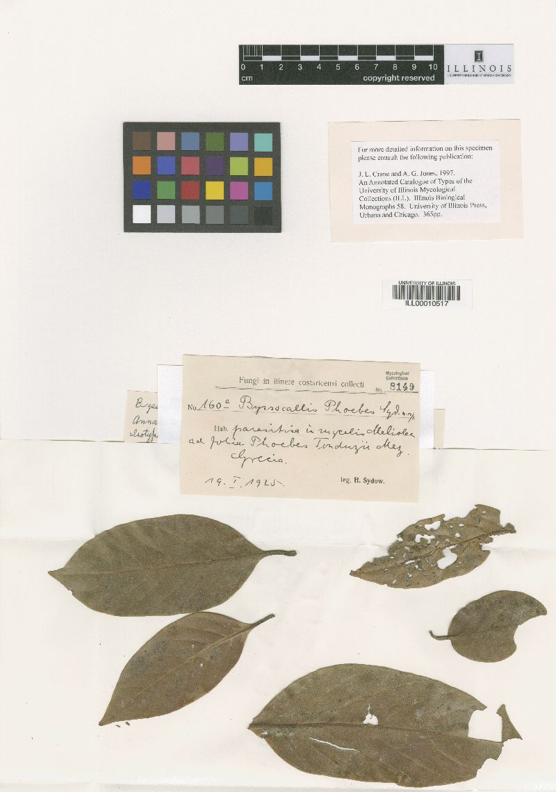 Byssocallis phoebes image
