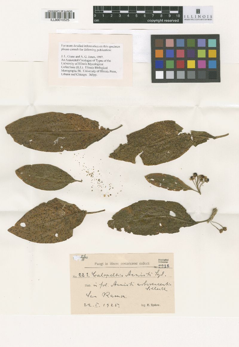 Calopeltis acnisti image