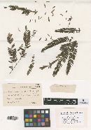 Camptomeris calliandrae image