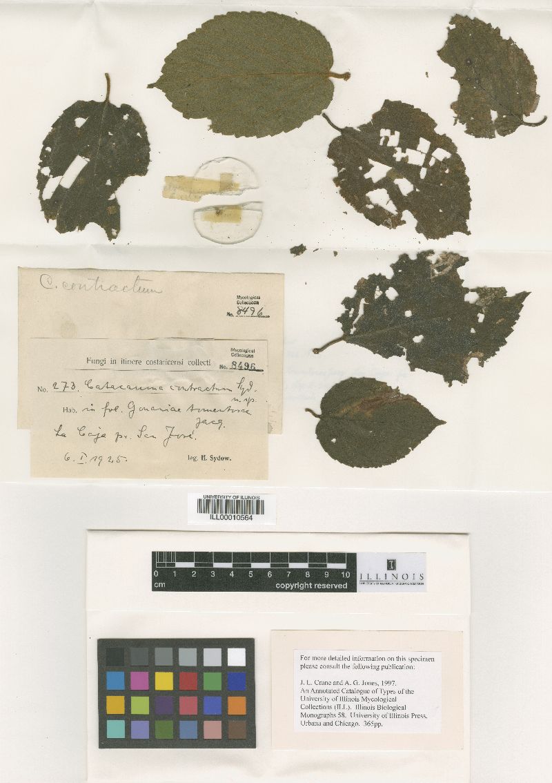 Catacauma contractum image