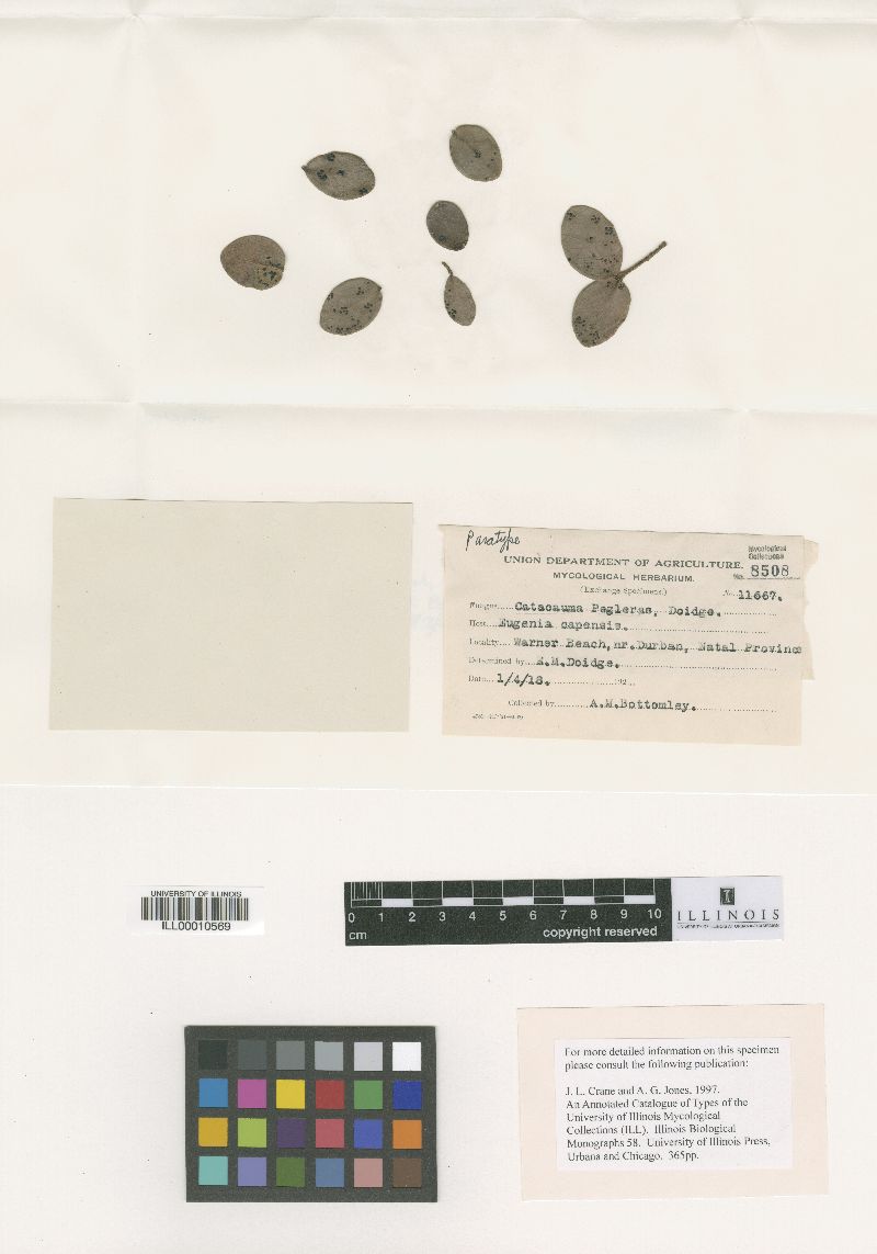 Phyllachora peglerae image