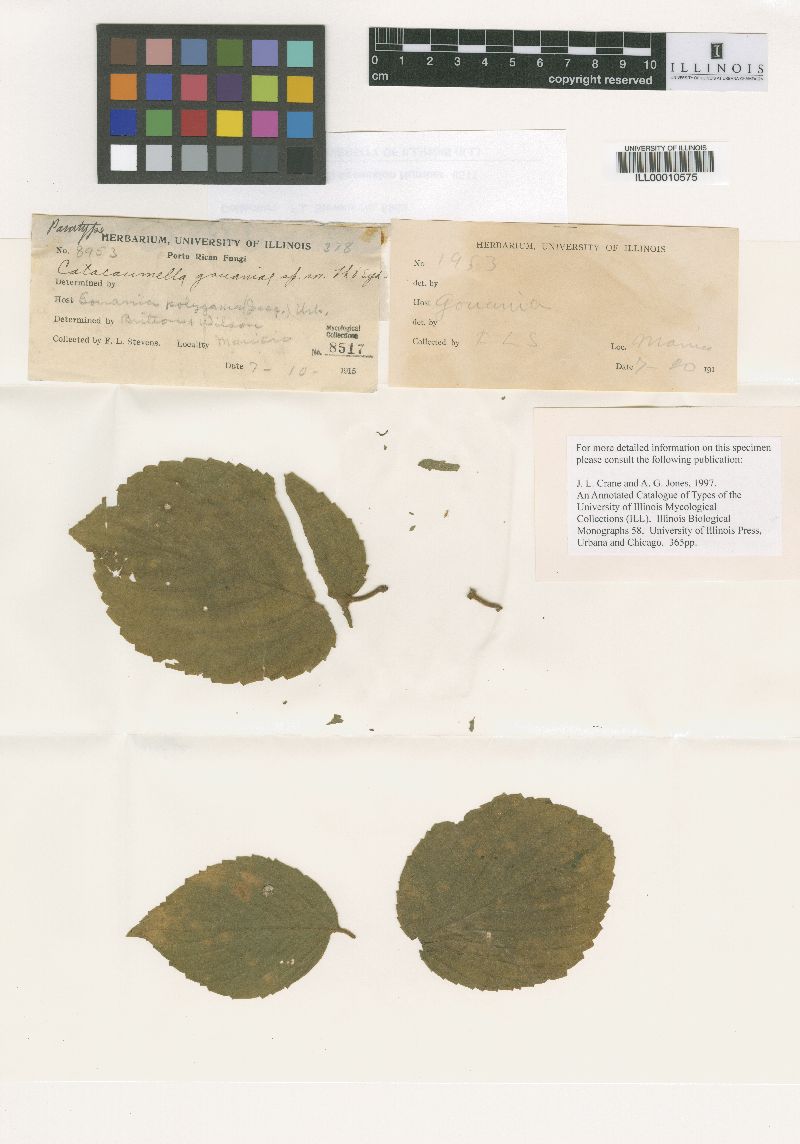 Phyllachora gouaniae image