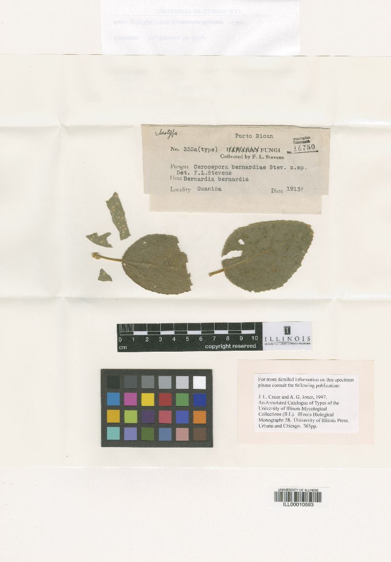 Cercospora bernardiae image