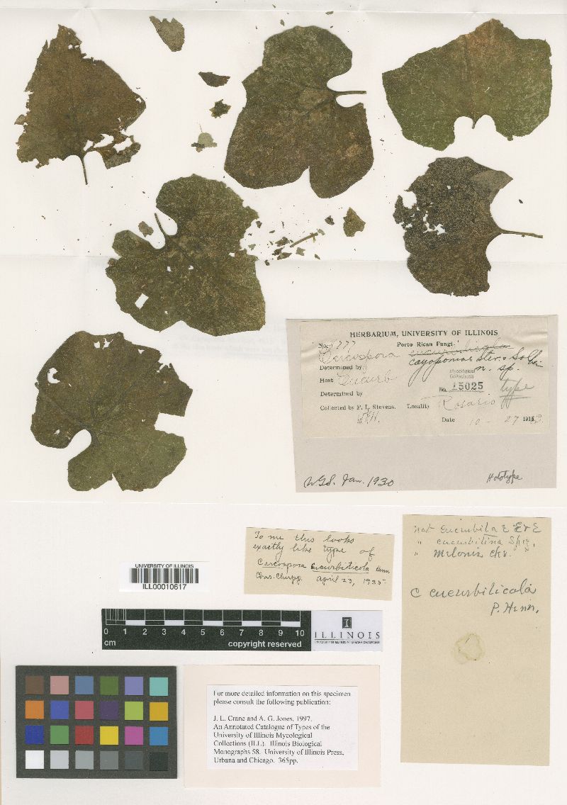 Cercospora cayaponiae image