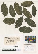 Cercospora caseariae image