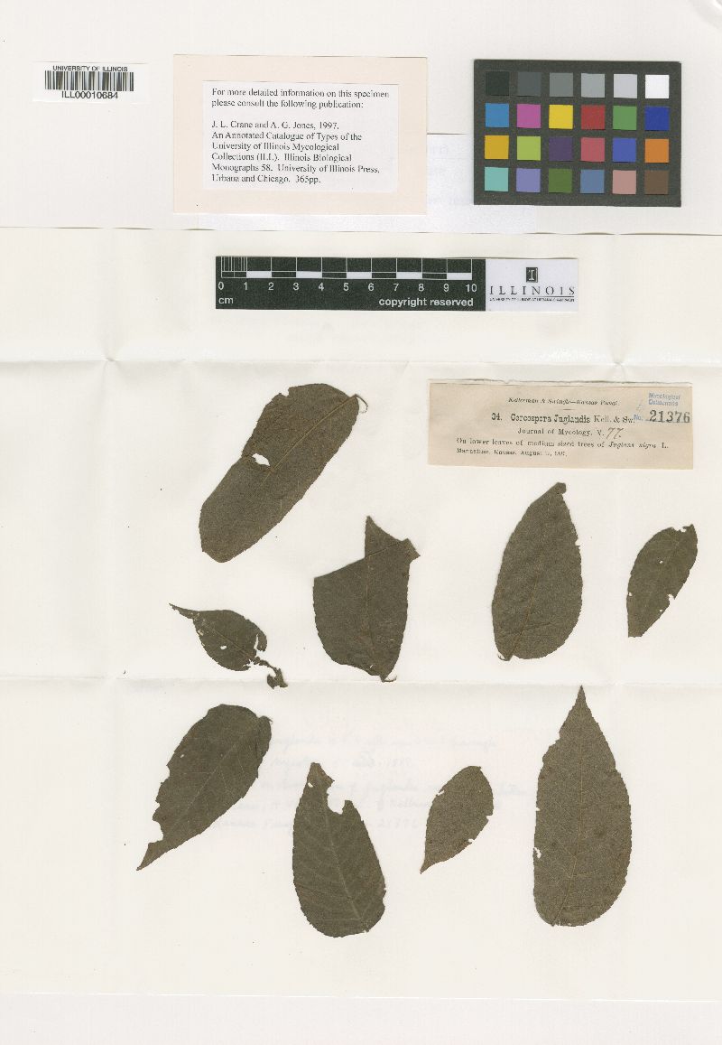 Pseudocercospora juglandis image