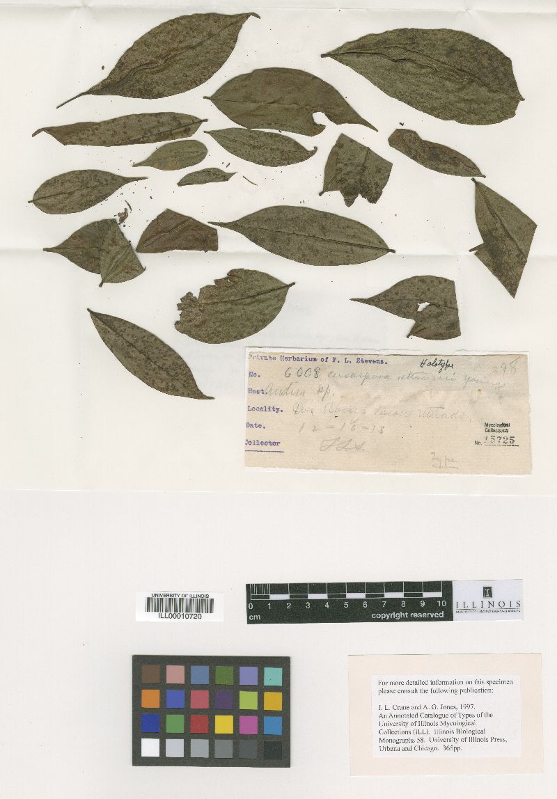 Cercospora stevensii image