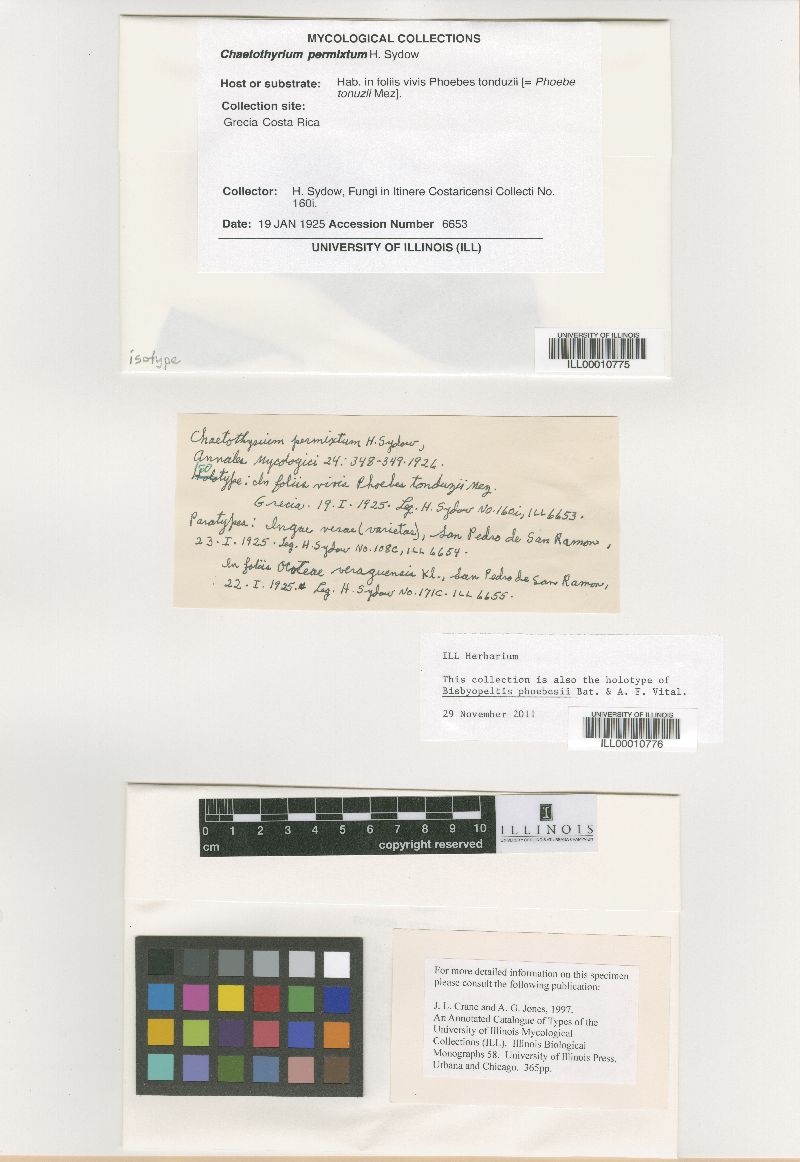 Chaetothyrium permixtum image