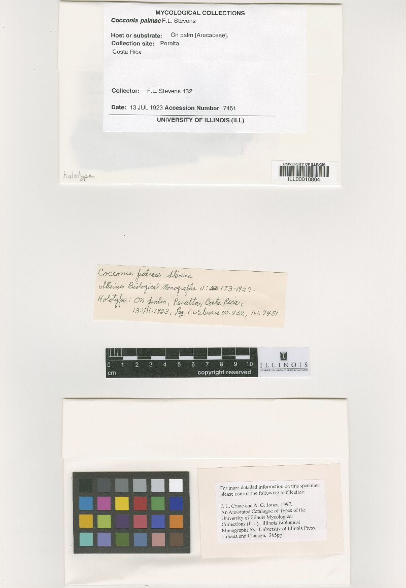 Dianesea palmae image