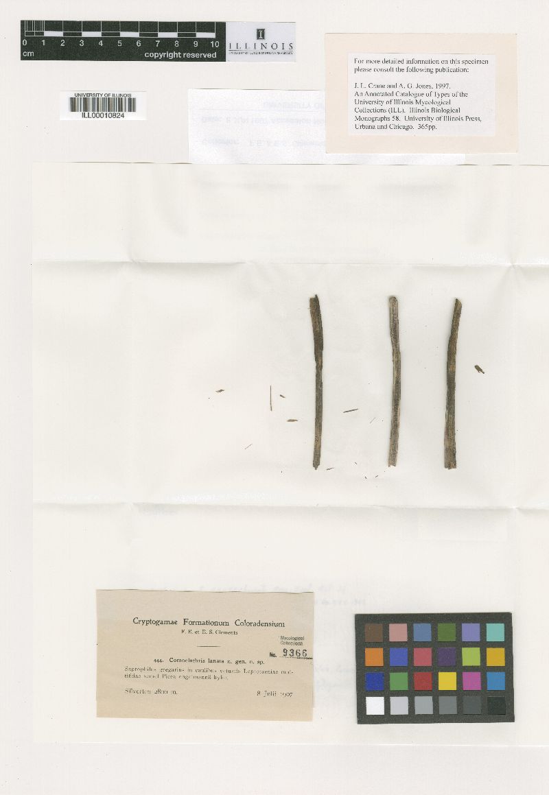Comoclathris lanata image